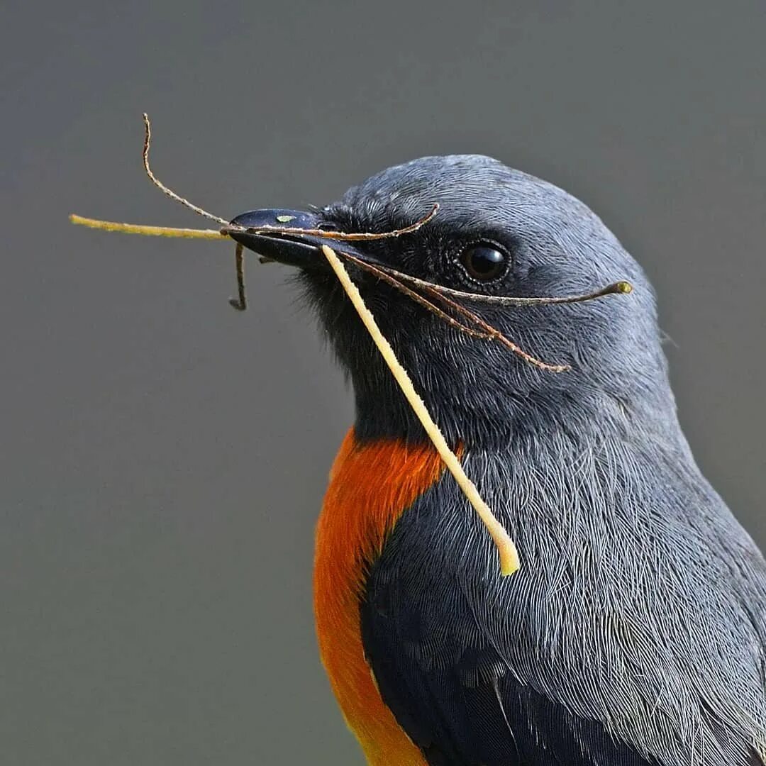 National bird. Птица Фишер Индия. Кингфишер птица в Индии. Птица индус. Портрет птички.