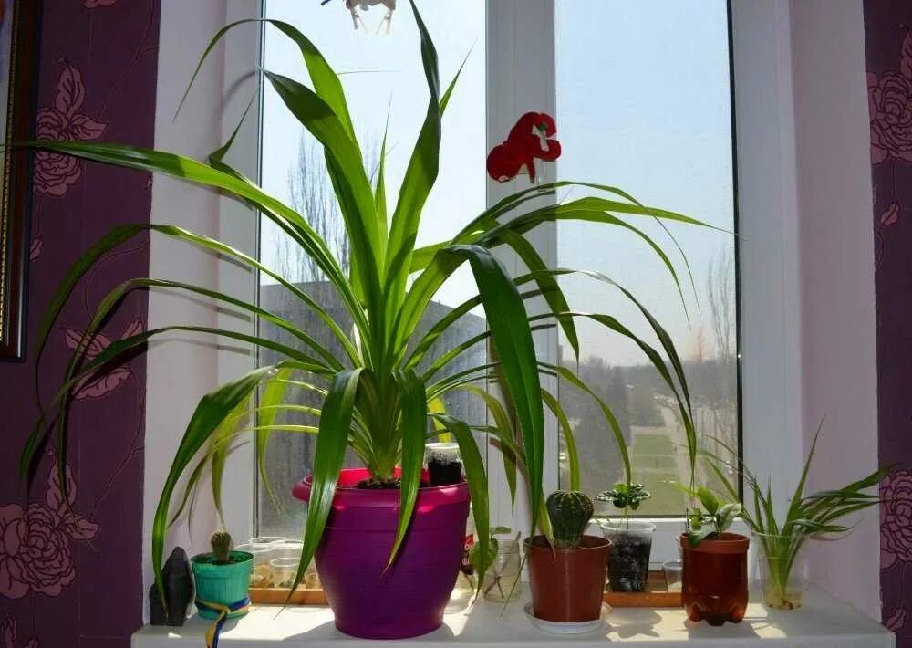 Комнатное растение панданус. Панданус винтовая пальма. цветок пальма панданус. панданус винтовая пальма цветение. хлорофитум панданус.