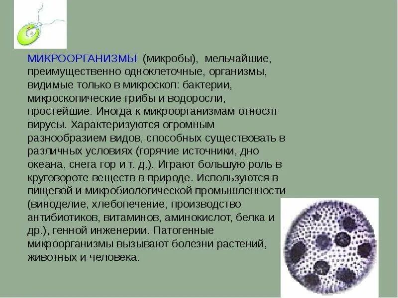 Микроорганизмы бактерии вирусы грибы простейшие. Бактерии вирусы грибы простейшие. Вирусы грибы простейшие. Микроскопические грибы и водоросли.