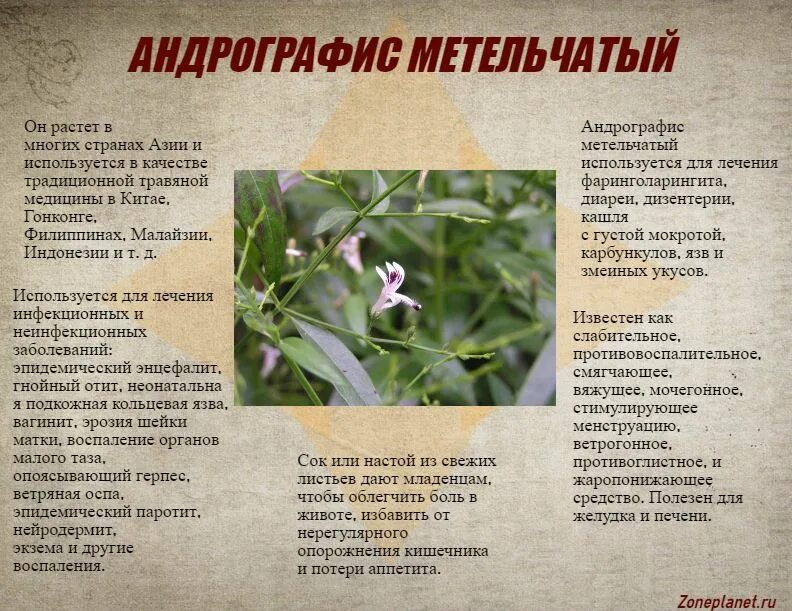 Андрографис метельчатый инструкция по применению. Андрографис паникулата. андрографис метельчатый растение. экстракт андрографиса метельчатого. андрографис метельчатый свойства.