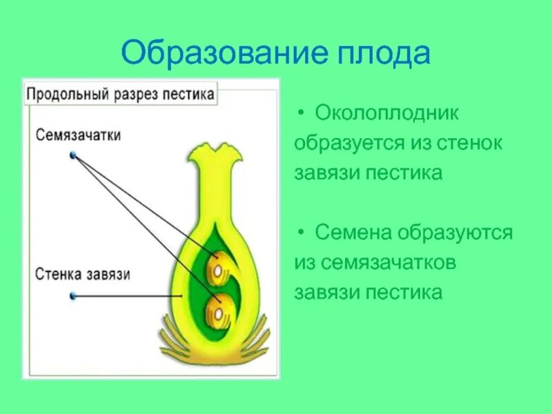 Образование семян покрытосеменных. Семязачаток по биологии 6 класс. Семязачаток это в биологии 6 класс. Строение завязи пестика семязачатки. Семяпочка в завязи пестика.