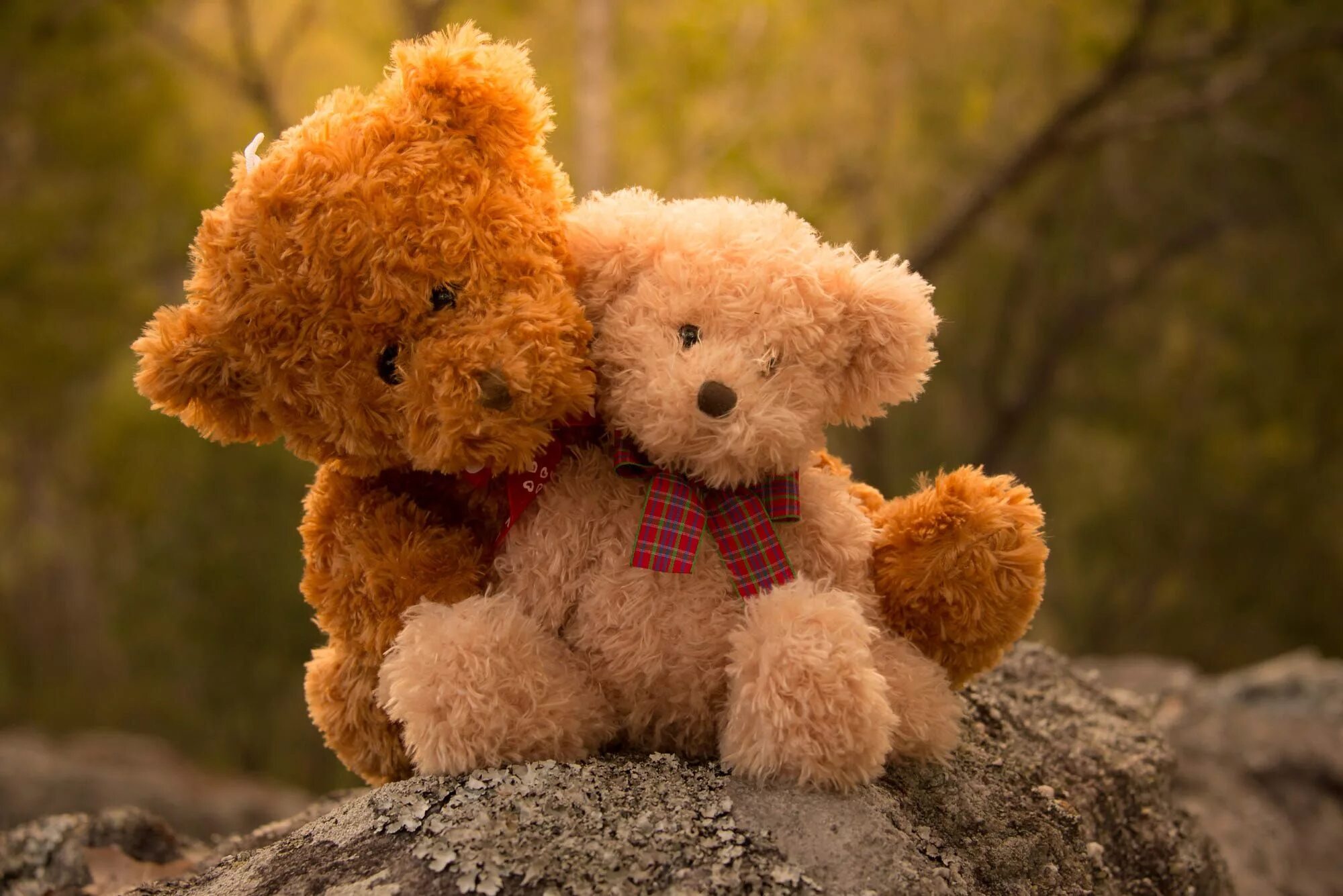 Тедди Беар. Плюшевый мишка. Красивые мишки. Медвежонок Тедди. I m teddy bear