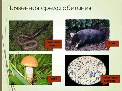 Особенности почвенной среды жизни