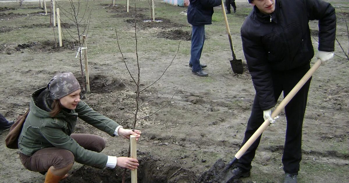 Началась осенняя посадка деревьев ребята. Саженцы деревьев. высаживают деревья. сажать саженцы. посадка деревьев.