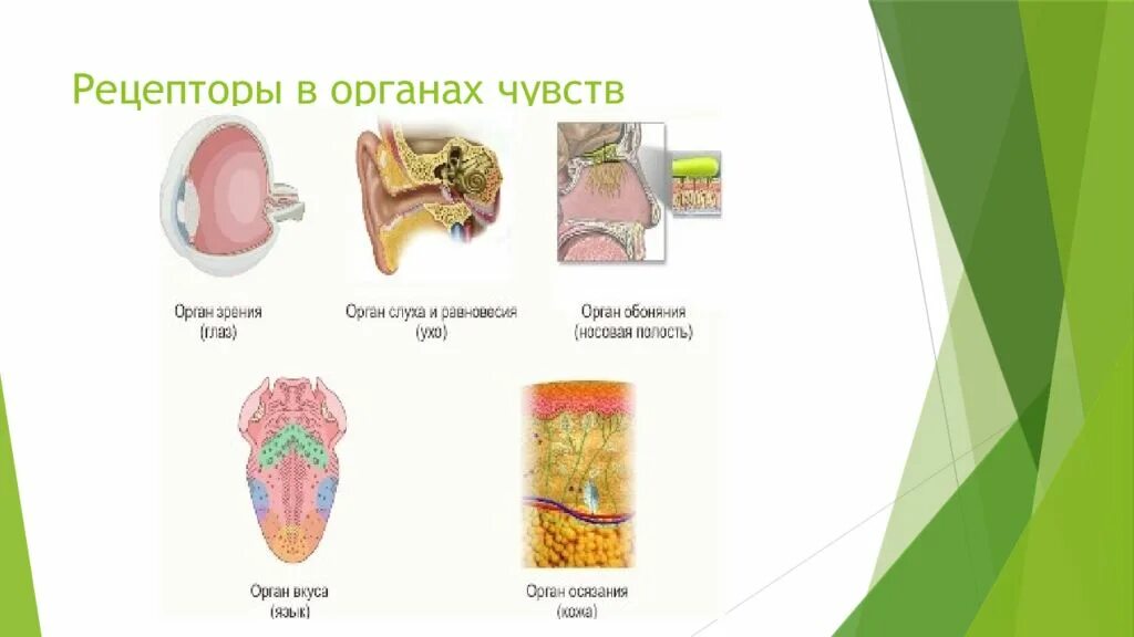 Органы чувств. Рецепторы органов чувств. Органы чувств проприорецепторы. Орган зрения орган слуха орган обоняния орган вкуса орган осязания.