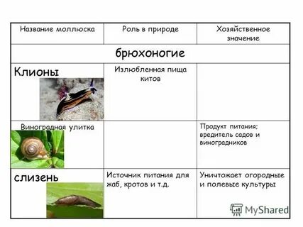 Значение моллюсков в природе человека
