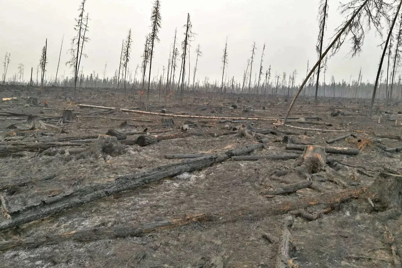 вырубки лесов и лесные пожары. пожары лесов в россии. вырубка и сжигание лесов. долина мехико обезлесение. вырубка лесов пожары.
