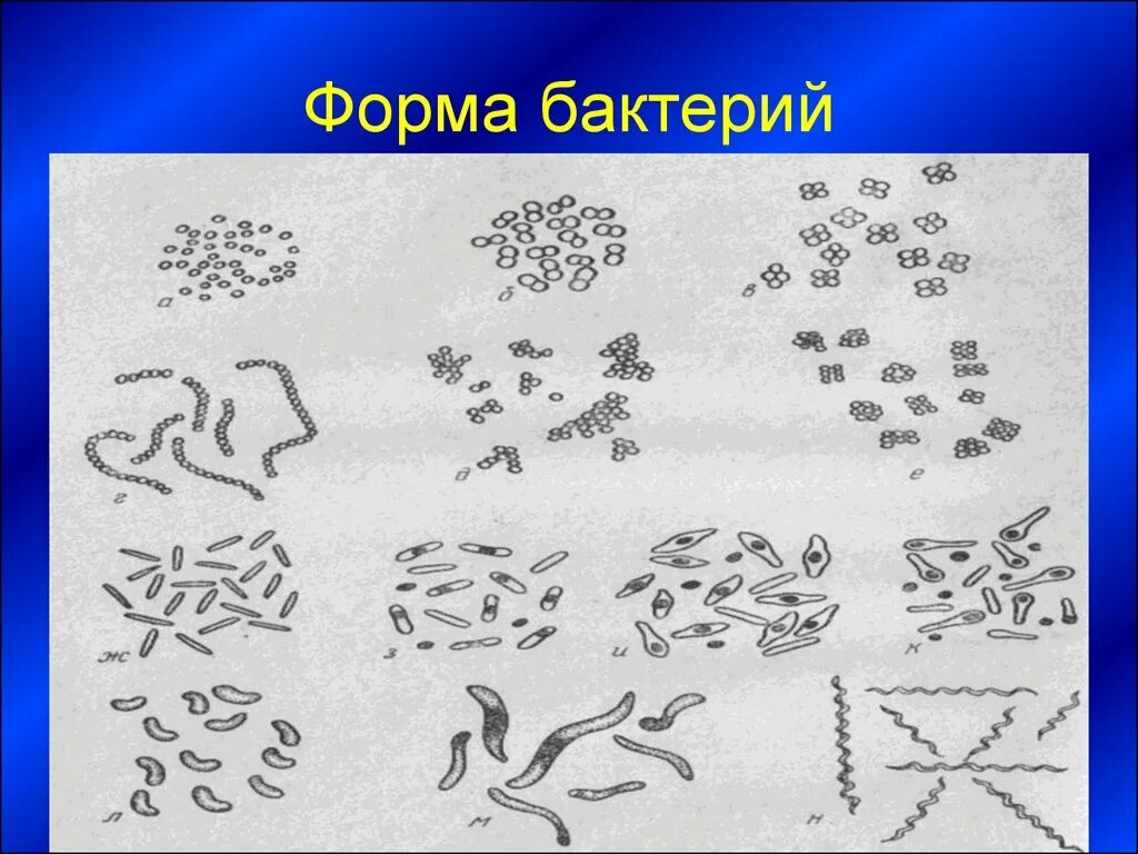 Какие формы бактерий изображены на рисунках