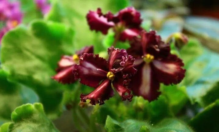 Ле-шёлковые кружева (лебецкая). Ек шелковые кружева фиалка. Фиалка шелковые кружева. Фиалка шелковое. Фиалка шелковое.