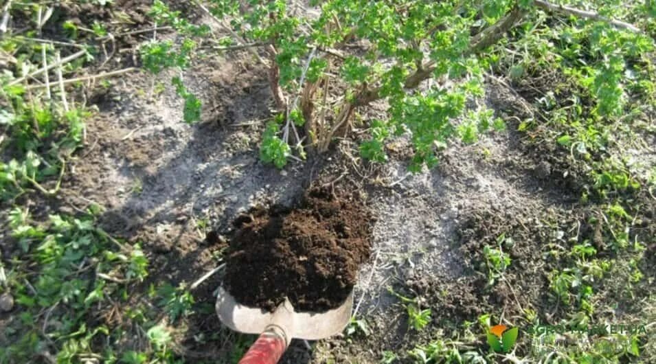 Чем подкормить крыжовник в зиму. Мульчирование крыжовника. мульчирование смородины. крыжовник куст. куст крыжовника весной.