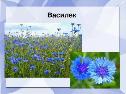 Урок васильки