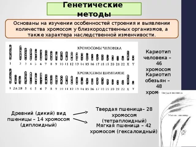 Определите число хромосом в клетках шимпанзе. Генетический метод изучения эволюции. Кариотип и идиограмма хромосом человека методы изучения. Изучение числа хромосом и структуры метод. Изучение кариотипа метод.