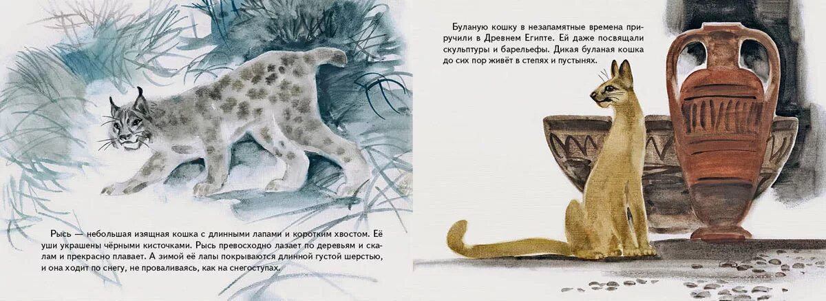 Книга дикий кот. Дикие кошки книга. произведение дикая кошка. детская книга о диких кошках. коты в древних книгах.
