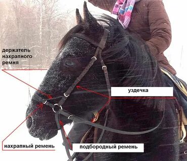 Сними с уздечку