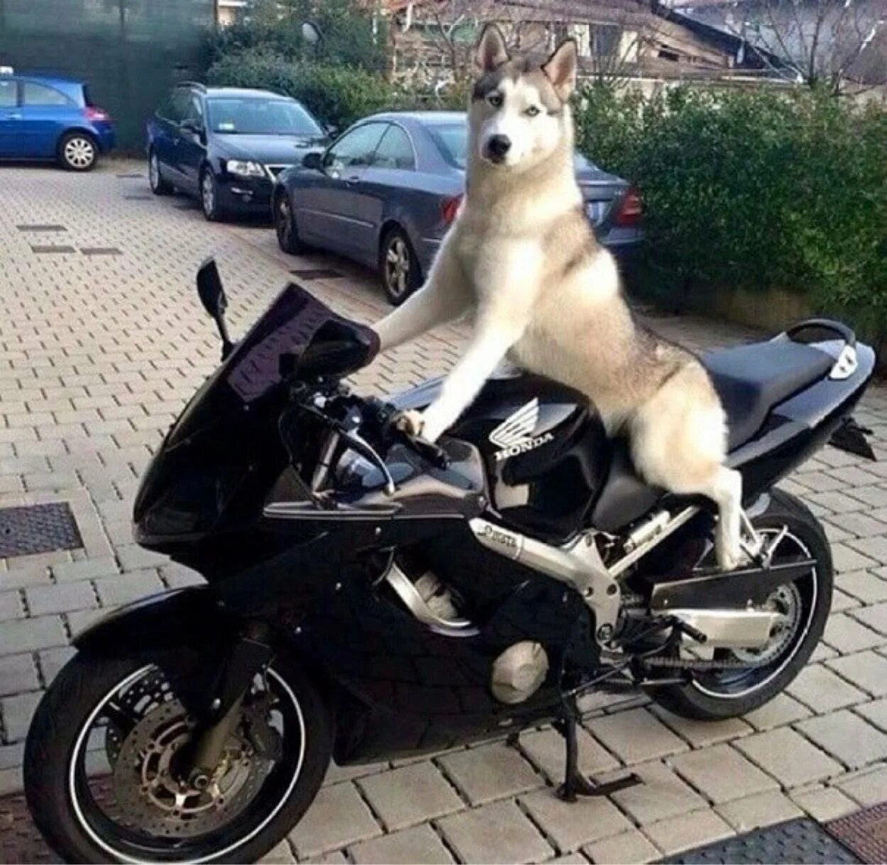Хаски ф5. Хаски ф5 мотоцикл. Собака на мотоцикле. Смешные мотоциклы. Собака на байке.