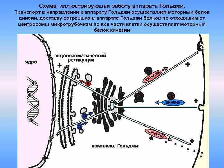 Транспорт белков внутриклеточный. Кинезин и динеин. Моторные белки кинезин и динеин. Динеин и кинезин на микротрубочки. Микротрубочки транспорт.