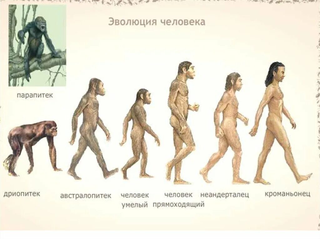 Человек умелый прямоходящий разумный таблица. Эволюция развития человека дриопитек. Стадии развития человека австралопитек. Стадии развития человека дриопитек. Этапы эволюции человека австралопитек