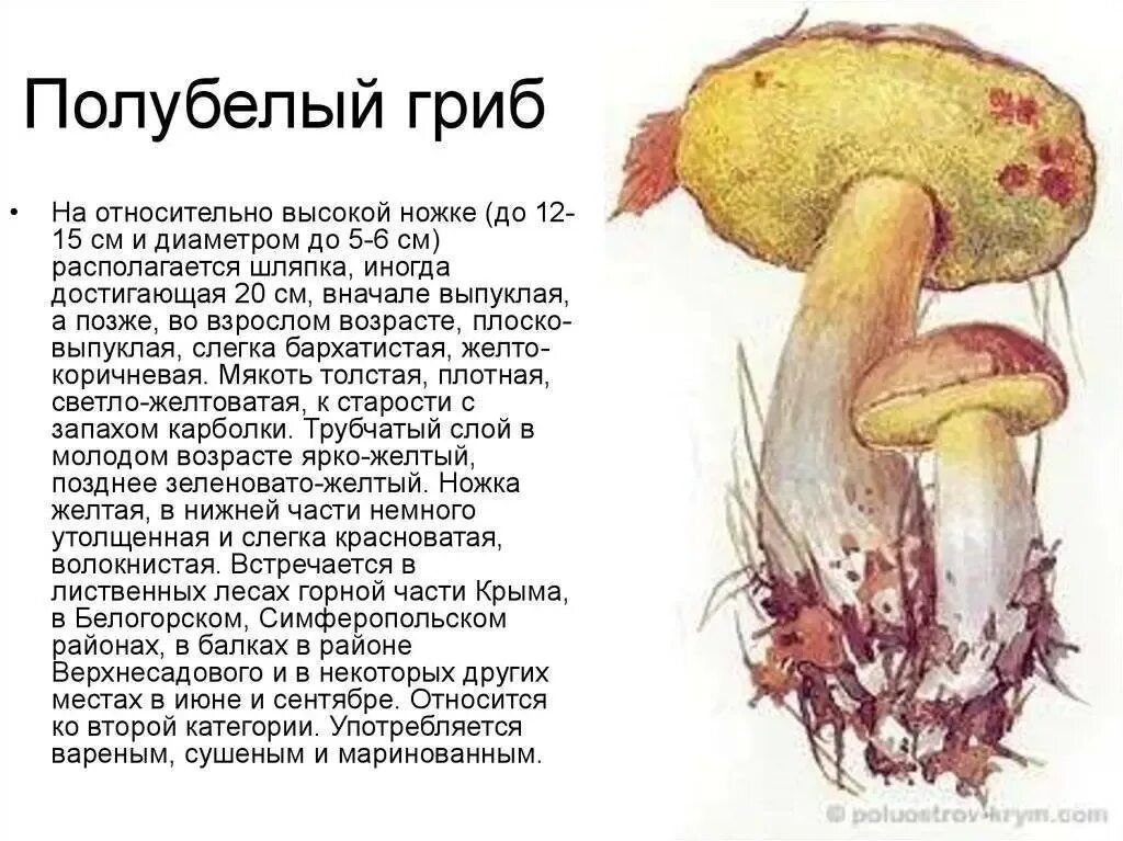 За грибы за решётку! Михаил В. Интересное рядом Дзен