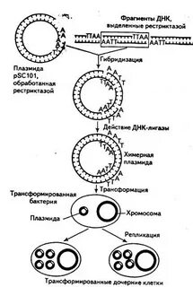 Введение рекомбинантной днк в клетку