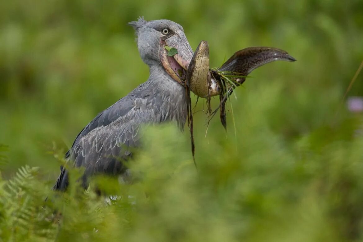 Непуганные птицы. Китоглав птица. Китоглав Королевская цапля. Shoebill Stork птица. Китоглав птица птенцы.