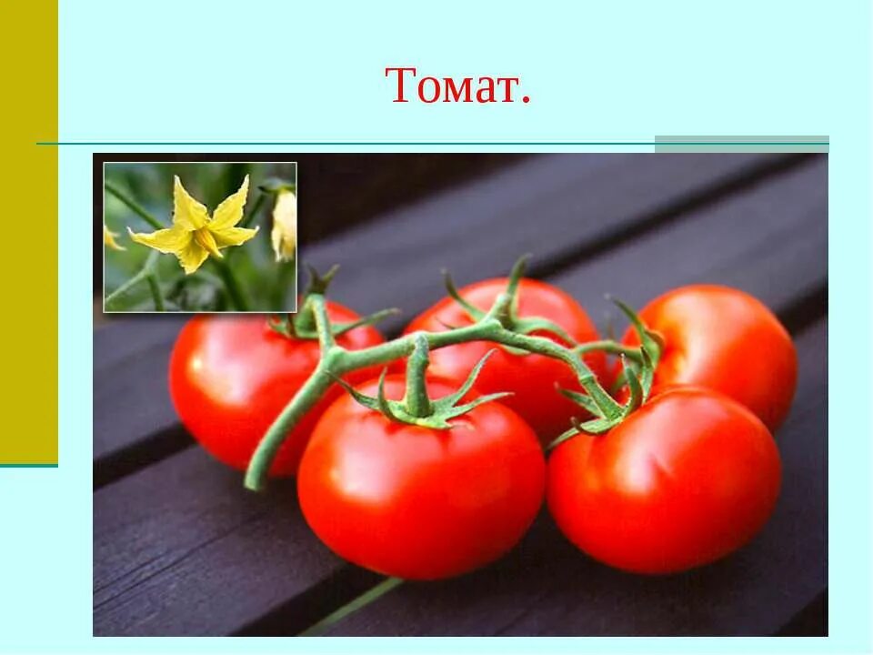 Группа пасленовых овощей. Помидоры пасленовые. Пасленовые. Продукты семейства пасленовых. Томат это культурное растение.