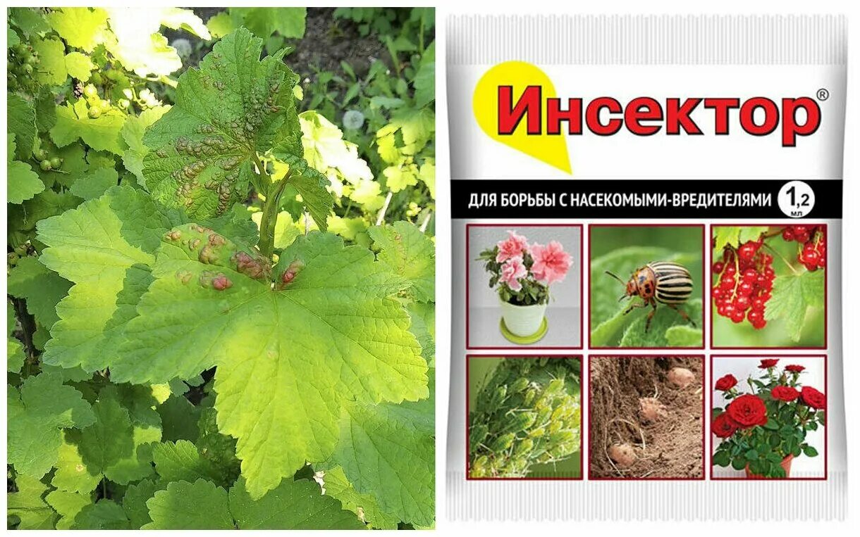 Инсектор. Инсектор супра, для борьбы с насекомыми-вредителями. Средство от вредителей инсектор супра 9мл. Инсектор. Средство "инсектор" от насекомых вредителей ампула 1,2 мл.