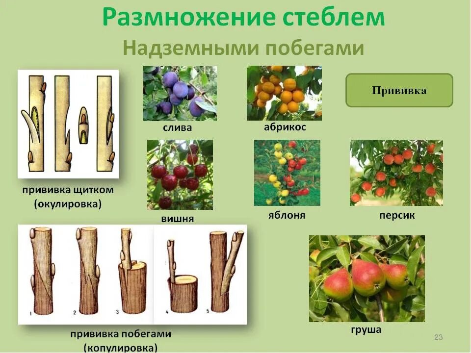 Размножение растений прививками. Вегетативное размножение надземными побегами. Размножение растений стеблями. Стеблевой побег вегетативное размножение. Размножение растений и его значение 6 класс