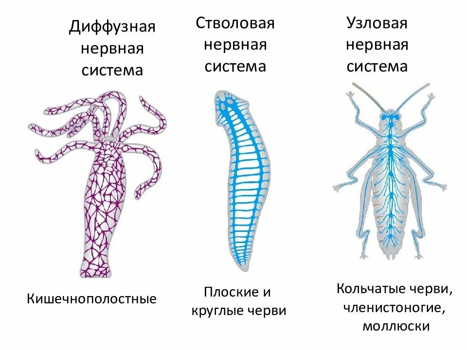 Нервная система плоских червей диффузного типа. Нервная система диффузного типа у кишечнополостных. Типы нервных систем у червей. Нервная система плоских червей. Диффузная нервная система характерна для животных типа