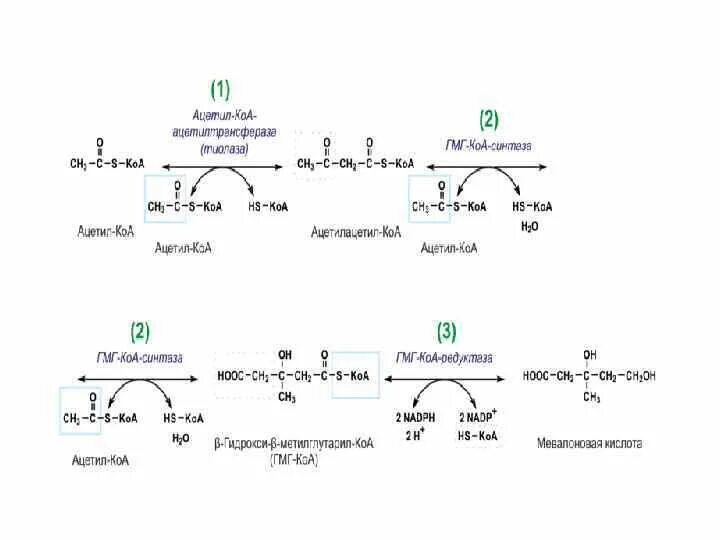Ацетил-КОА путь фиксации. Пути использования ацетил-КОА В тканях. Капронил КОА. Цикл Вуда Льюнгдаля. Ацетил коа пути
