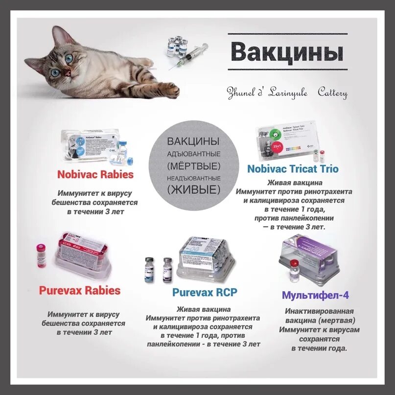 Список прививок для кошек по возрасту таблица Вакцинация кошек ветеринарная клиника в Марьино и Царицыно (Бирюлево)
