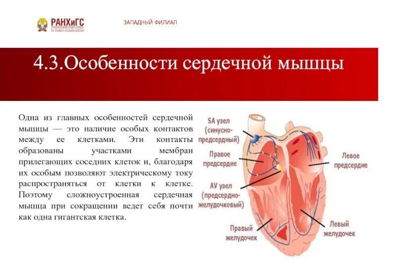 Что делают сердечные мышцы. Особенности сердечной мышцы. строение сердечных мышц. особенности строения сердечной мышцы.