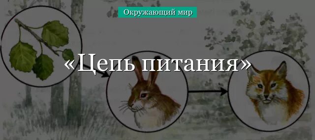 Цепь тайга