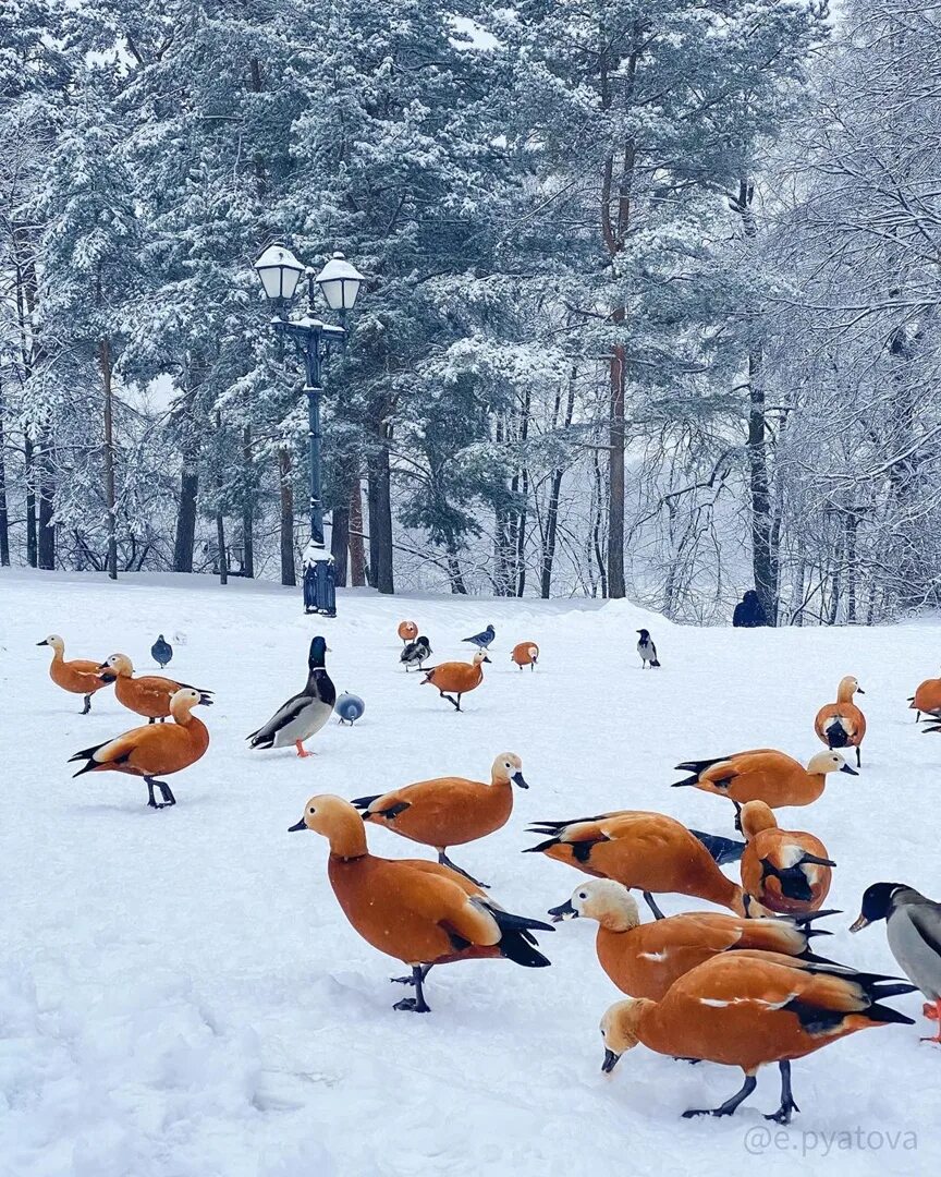 Екатерининский парк питер. Утки в харитоновском парке екатеринбург. Парк царицыно утки. Зима парк утки. Харитоновский парк кормление уток.