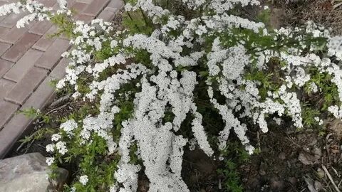 Посадка спиреи весной