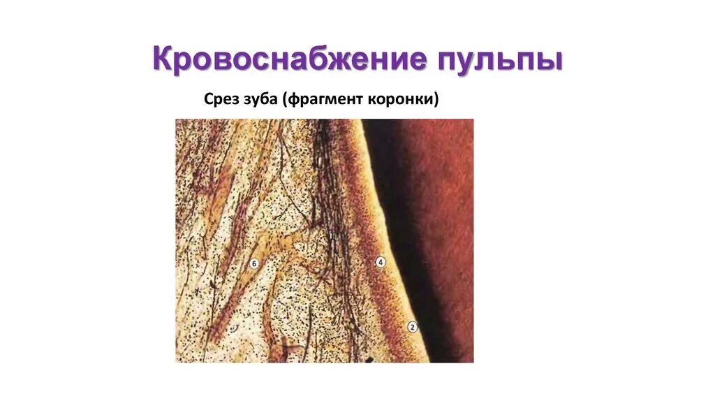Сосуды пульпы. Кровоснабжение пульпы зуба. иннервация пульпы зуба осуществляется.