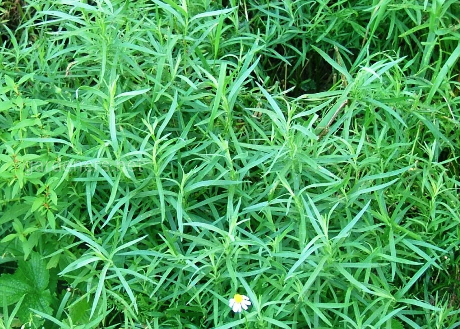 полынь эстрагон тархун. тархун эстрагон. полынь тархун. полынь эстрагонная тархун. эстрагон (artemisia dracunculus).