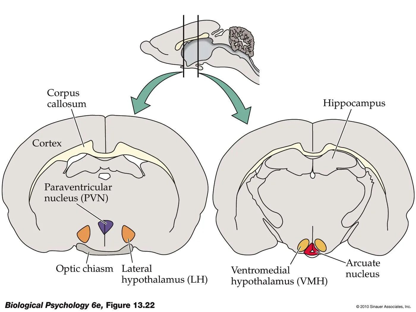 Гипоталамус и голод. Ventromedial Nucleus. Голод гипоталамус. Nucleus amygdaloideum. The lateral and ventromedial Nucleus of the hypothalamus.