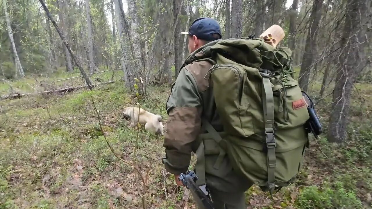 Тут и там расставляя мечты. Походы в лес и на рыбалку. По большому в лесу. Рыбалка на севере.