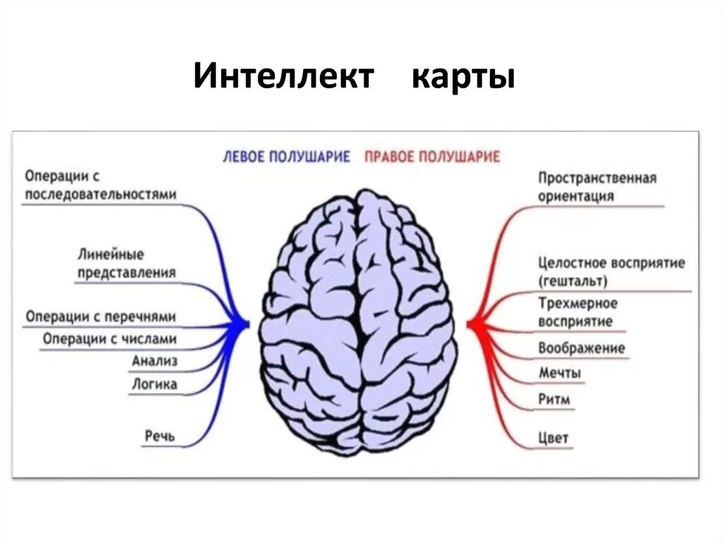 Какие функции выполняет полушария мозга. Локализация психических функций в коре головного мозга. Теория функциональной асимметрии полушарий. Функциональная межполушарная асимметрия головного мозга это.