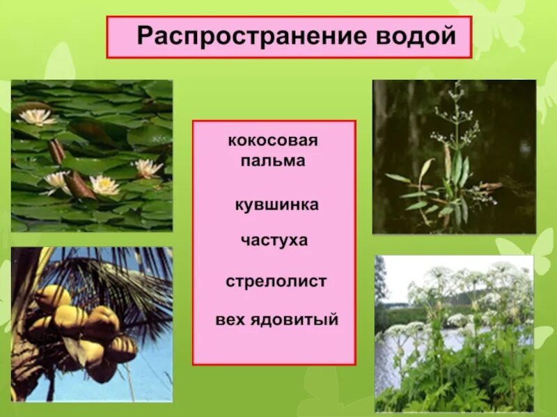 Распространение плодов и семян. Распространение плодов и семян 6 класс. Приспособления для распространения плодов. Способы распространения семян и плодов у растений. Чем вода помогает растениям