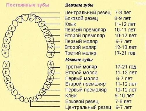 Зуб 1 8. Схема прорезывания коренных зубов у детей. Моляры схема прорезывания. Прорезывание зубов у детей 2 моляр. Схема роста коренных зубов у детей.
