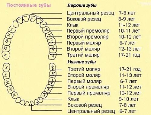 Вторые моляры у детей форум. Молочные зубы моляры премоляры. Схема зубов моляры. Зубы у детей сроки прорезывания коренных. Схема прорезывания постоянных зубов у детей.