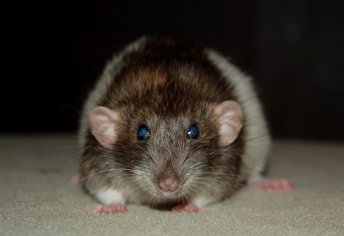 крыса. крыса даларана. слепая крыса. слепая крыса. грызуны вредители.