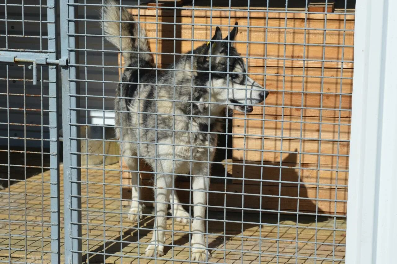 Приют для собак в перми на соликамской. Причальная 5 пермь приют для животных. Собачий приют пермь. Муниципальный приют для животных пермь соликамская 271. Собачий приют пермь.