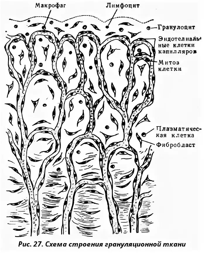 Слои грануляционной ткани. Грануляционная ткань причины. Строение грануляционной ткани. Грануляционная ткань схема. Строение грануляционной ткани.