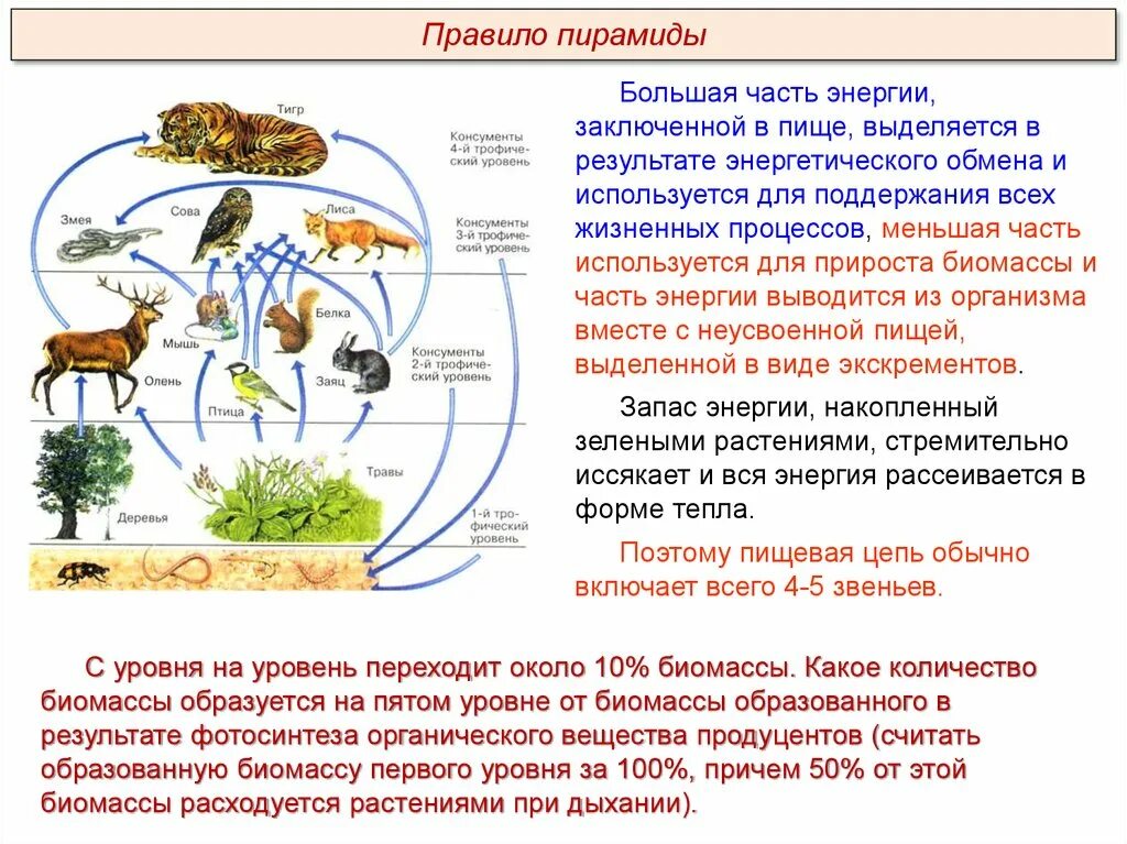 Презентация пищевые связи в экосистеме 11 класс. Экосистема. Принципиальная схема экосистемы. Как работает экосистема. Драйвер экосистемы это.