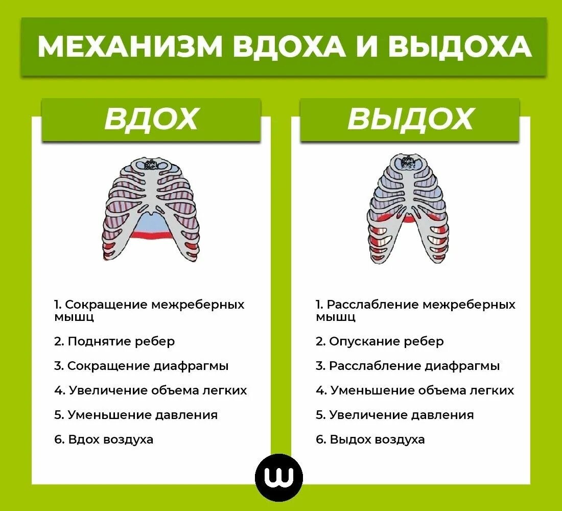 Вдох и выдох таблица. Механизм вдоха. Механизм вдоха и выдоха. Механизм вдоха ЕГЭ биология. Последовательность при вдохе и выдохе.