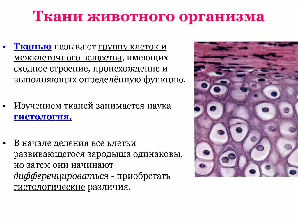 Ткани животных. Ткани животного организма. Виды тканей животных. Соединительная ткань животных. Ткани животных организмов