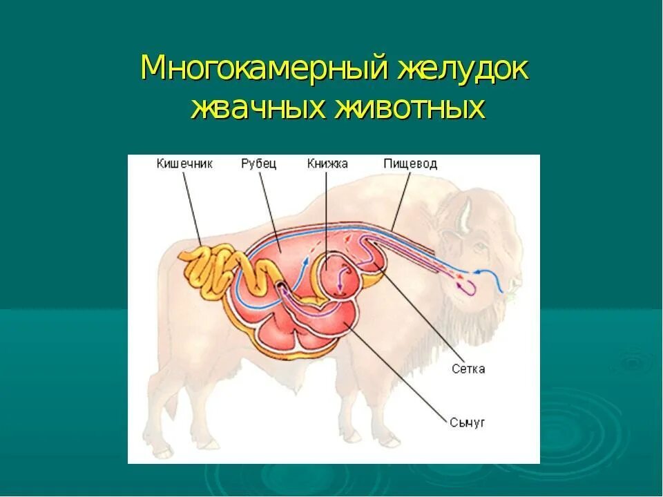 Строение многокамерного желудка жвачных млекопитающих. Пищеварительная система млекопитающих жвачных животных. Строение многокамерного желудка КРС. Строение желудка жвачных млекопитающих.