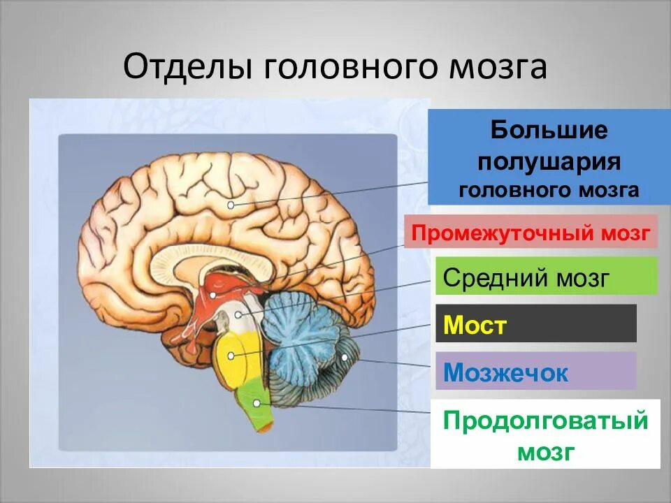 Строение и функции отделов головного мозга. Структуры головного мозга биология 8 класс. Отделы промежуточного мозга 8 класс. Отделы головного мозга 8 класс биология. Головной мозг человека включает